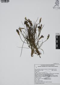 Sisyrinchium tenuifolium image